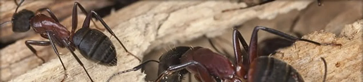 Close-up of ants on wood showing an active ant infestation in Pueblo, CO