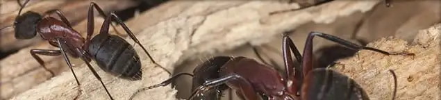 Close-up of ants on wood showing an active ant infestation in Pueblo, CO