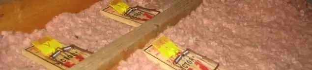 Mouse traps placed in an attic for rodent control in Pueblo, CO