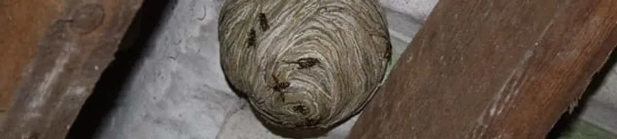 Wasp nest in an attic space, a common home infestation risk in Pueblo, CO