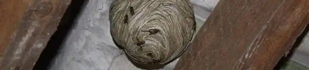 Wasp nest in an attic space, a common home infestation risk in Pueblo, CO