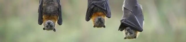 Bats roosting together, a common sign of a bat infestation in Pueblo, CO