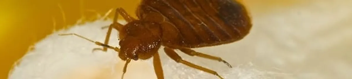 Close-up of a bed bug, a sign of an active infestation in Pueblo, CO