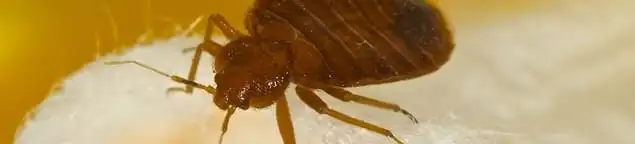 Close-up of a bed bug, a sign of an active infestation in Pueblo, CO