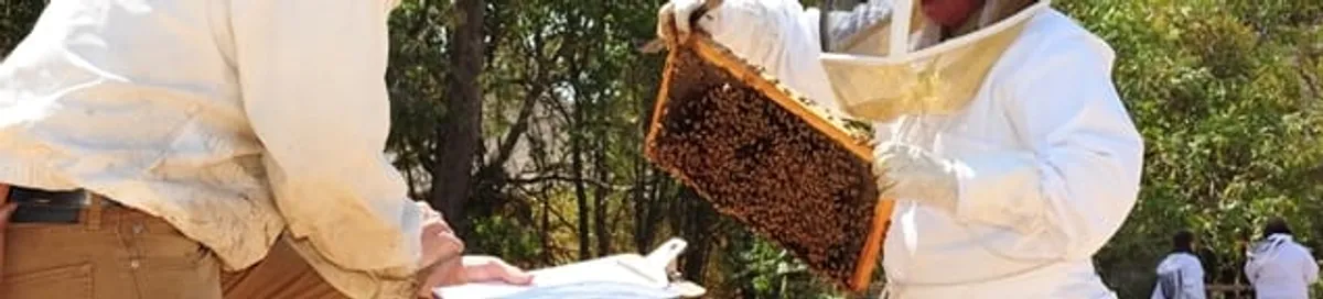 Bee removal specialists relocating a hive and honeycomb safely in Pueblo, CO