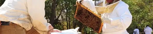 Bee removal specialists relocating a hive and honeycomb safely in Pueblo, CO