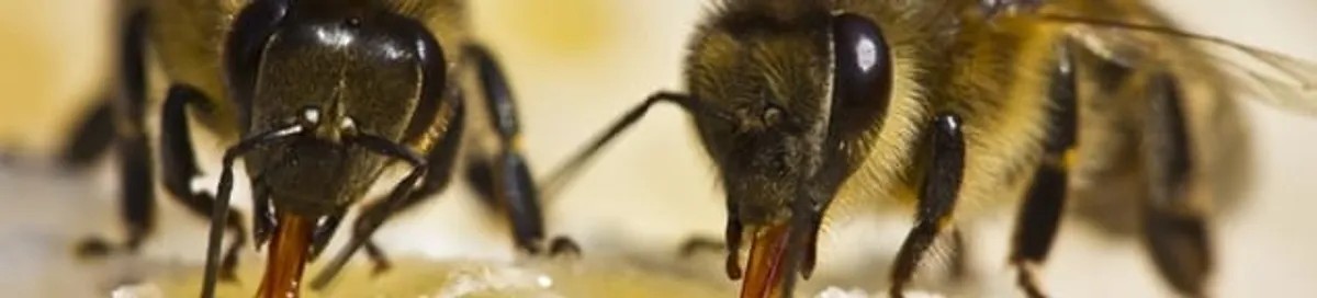 Close-up of honey bees, a sign of a nearby hive in Pueblo, CO