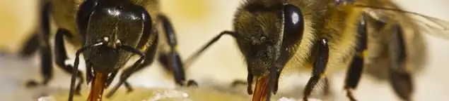 Close-up of honey bees, a sign of a nearby hive in Pueblo, CO