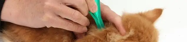 Flea treatment for pets using a flea comb, a sign of flea problems in Pueblo, CO