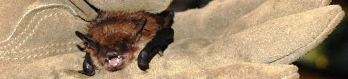 Bat removal specialist holding a bat safely during humane exclusion in Pueblo, CO