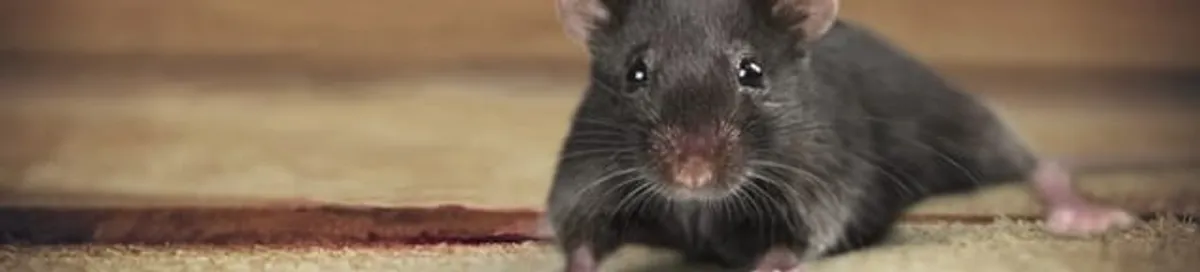 Mouse indoors, a common sign of a rodent infestation in Pueblo, CO