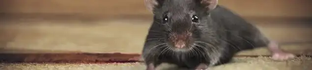 Mouse indoors, a common sign of a rodent infestation in Pueblo, CO