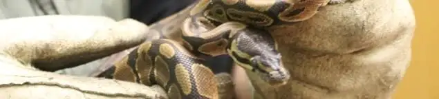 Snake removal specialist safely handling a snake with protective gloves in Pueblo, CO
