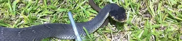Snake in a yard, a common sign of a snake problem near a home in Pueblo, CO