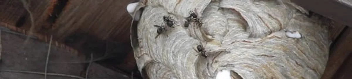 Close-up of a wasp nest with active wasps, a sign of an infestation in Pueblo, CO