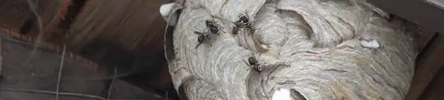 Close-up of a wasp nest with active wasps, a sign of an infestation in Pueblo, CO